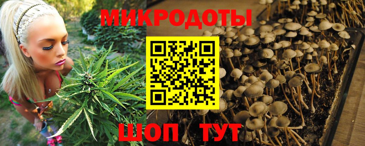 Галлюциногенные грибы Cubensis Выборг